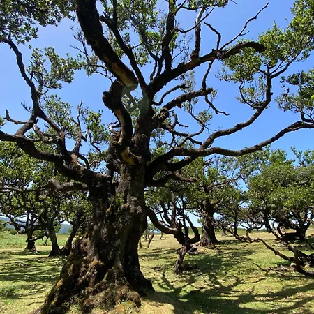 Daire Casa Boho Your Happy Place In Calheta (Madeira)