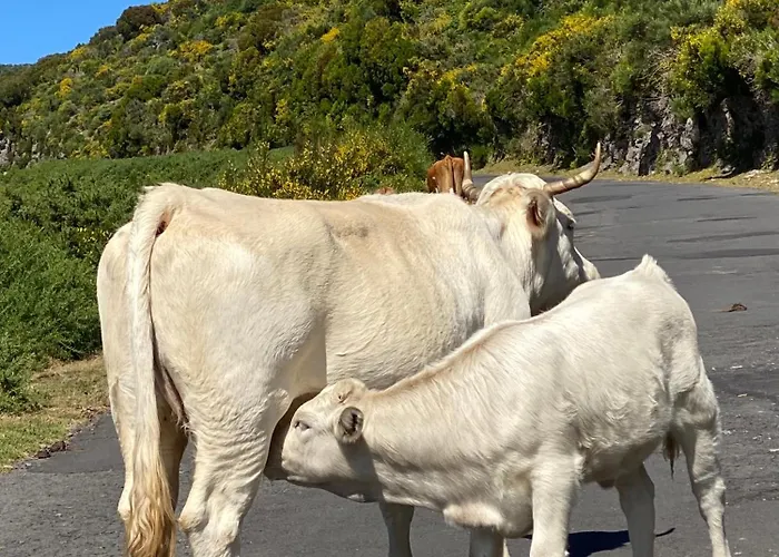 Apartmán Casa Boho Your Happy Place In *