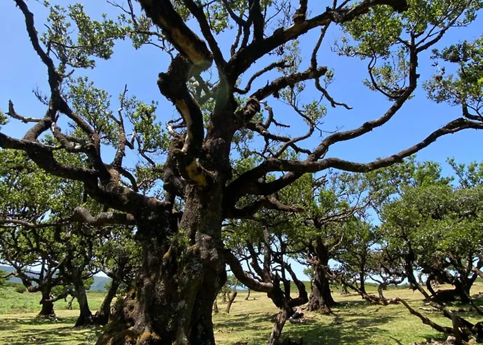 Apartmán Casa Boho Your Happy Place In Calheta (Madeira)
